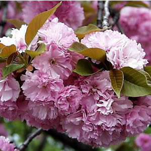 �����̉�