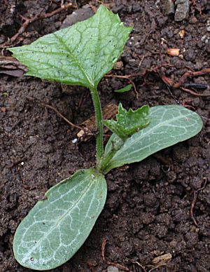 �����̉�