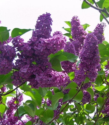 �����̉�