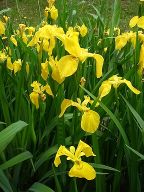 �����̉�