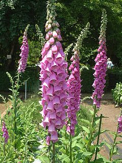 �����̉�