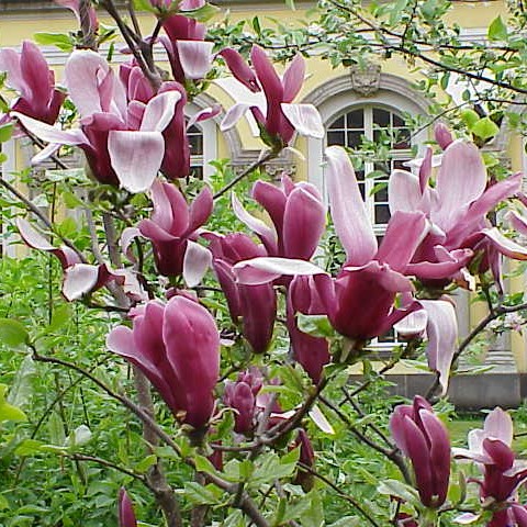 �����̉�