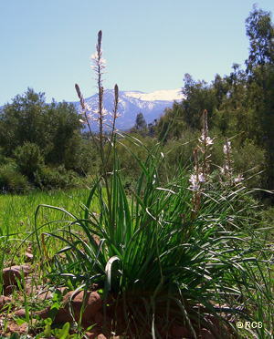 �����̉�