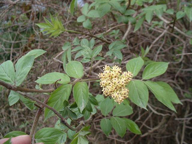 �����̉�