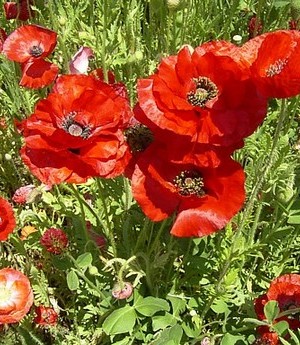 �����̉�