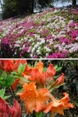 �����̉�