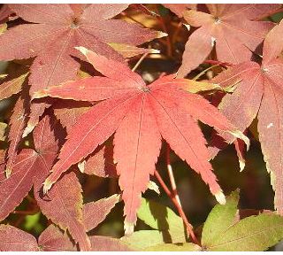 �����̉�