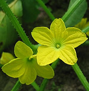 �����̉�