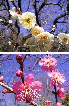 �����̉�