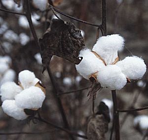 �����̉�