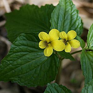 �����̉�