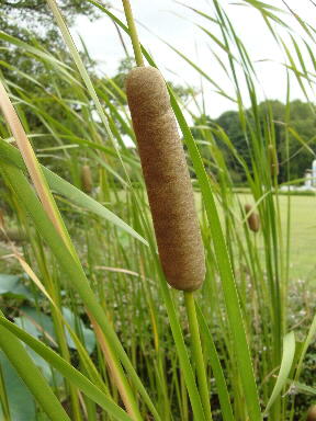 �����̉�