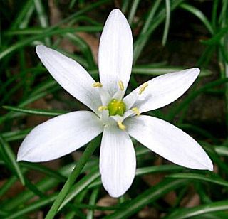 �����̉�