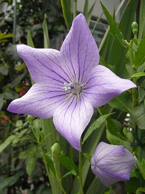 �����̉�