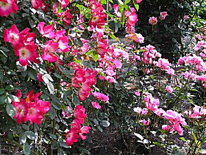 �����̉�