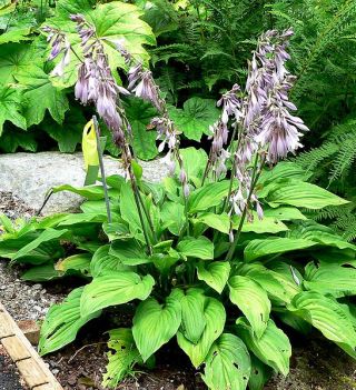 �����̉�