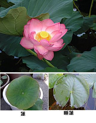 �����̉�