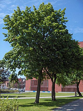 �����̉�