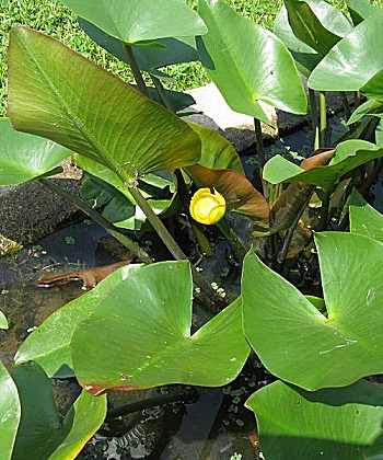 �����̉�