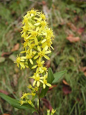 �����̉�