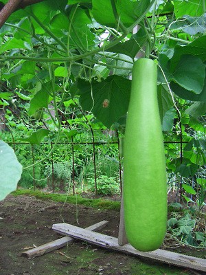 �����̉�