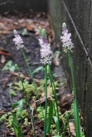 �����̉�