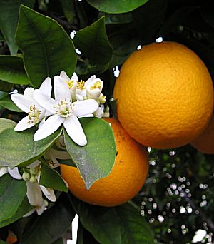 �����̉�