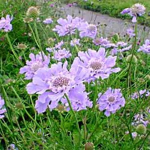 �����̉�