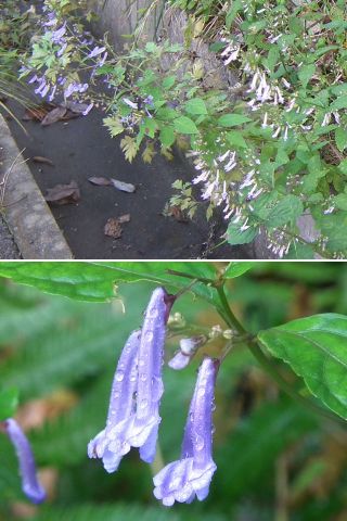 �����̉�