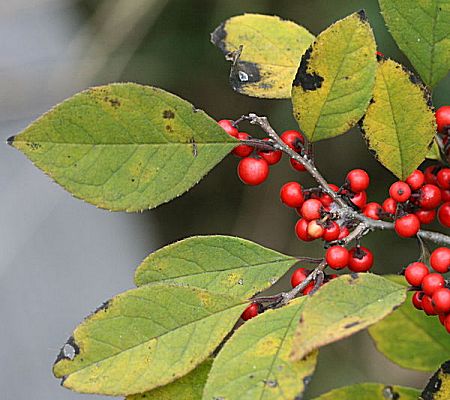 �����̉�