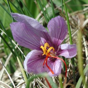 �����̉�