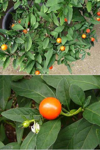 �����̉�