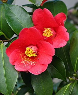 �����̉�