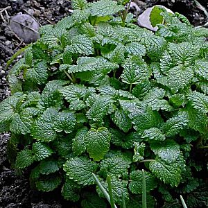 �����̉�