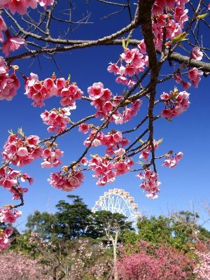 �����̉�