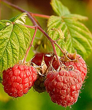 �����̉�