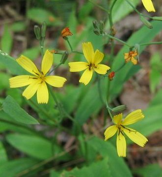 �����̉�