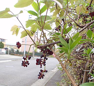 �����̉�