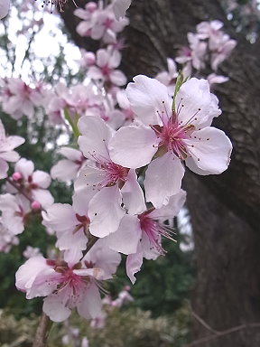 �����̉�