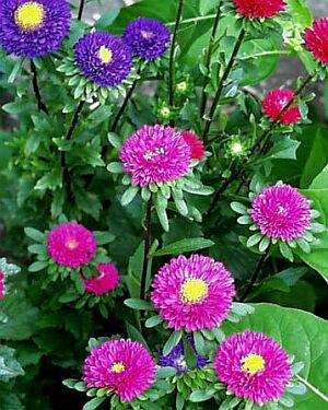 �����̉�