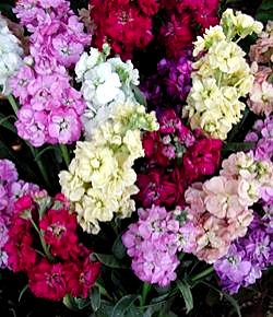 �����̉�