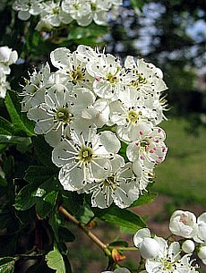 �����̉�