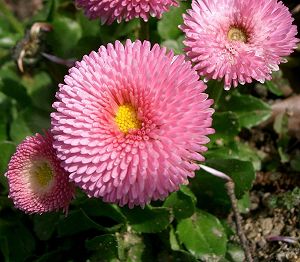 �����̉�