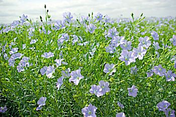 �����̉�