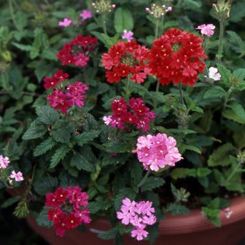 �����̉�