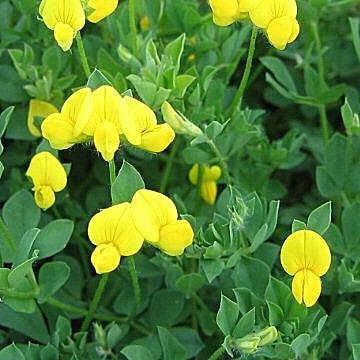 �����̉�