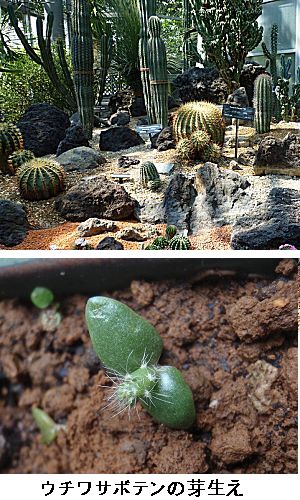 �����̉�