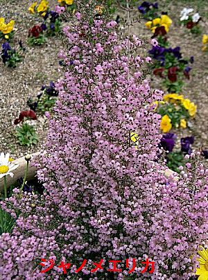 �����̉�