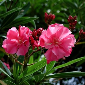 �����̉�