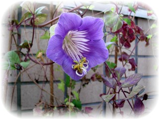 �����̉�